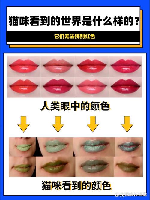 猫看到的世界是什么颜色的