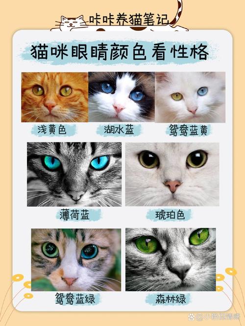猫眼中的世界是什么颜色的