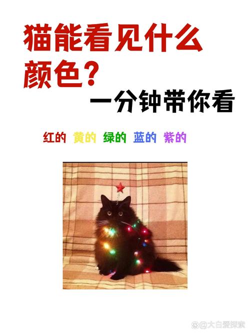 猫的眼睛能看到几个颜色