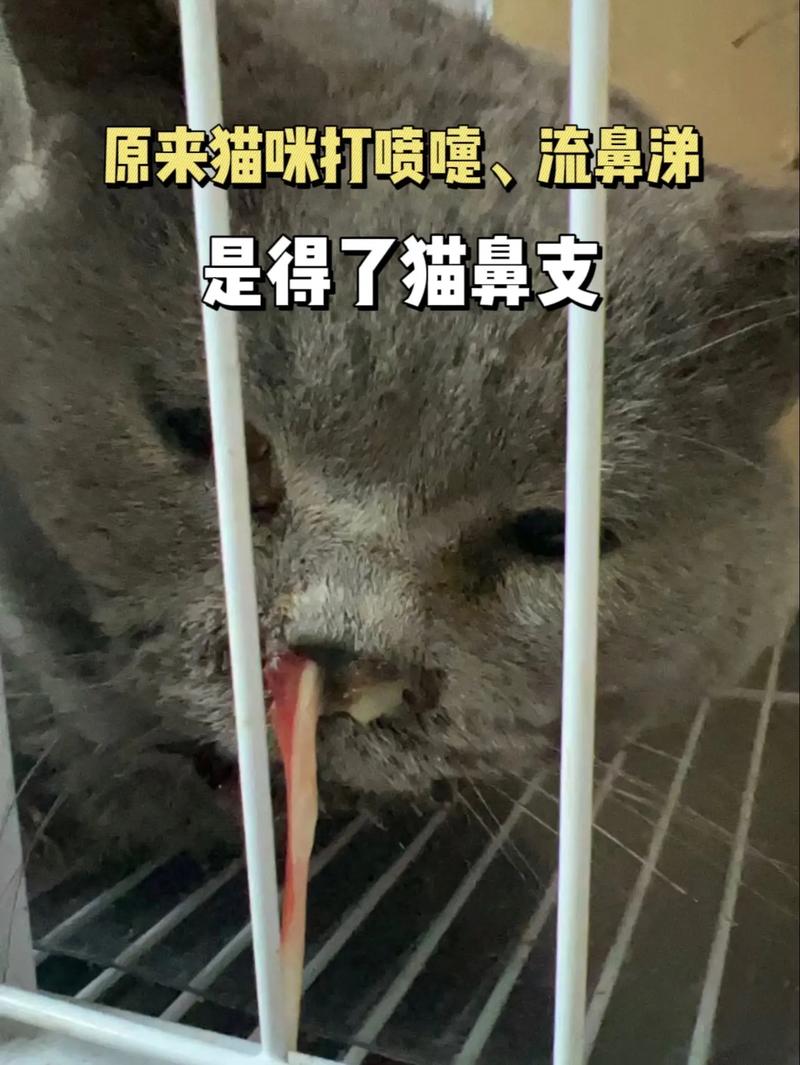 猫吃喝正常就是打喷嚏流眼泪