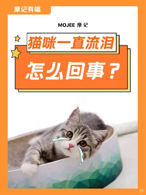 猫咪流泪打喷嚏是怎么回事