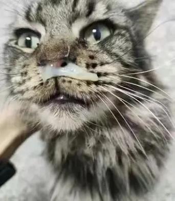 猫咪打喷嚏流眼泪是怎么回事