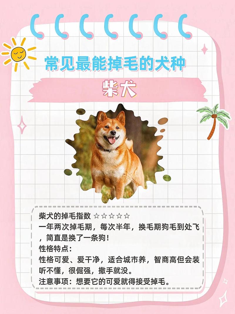 狗狗冬天也掉毛换毛吗