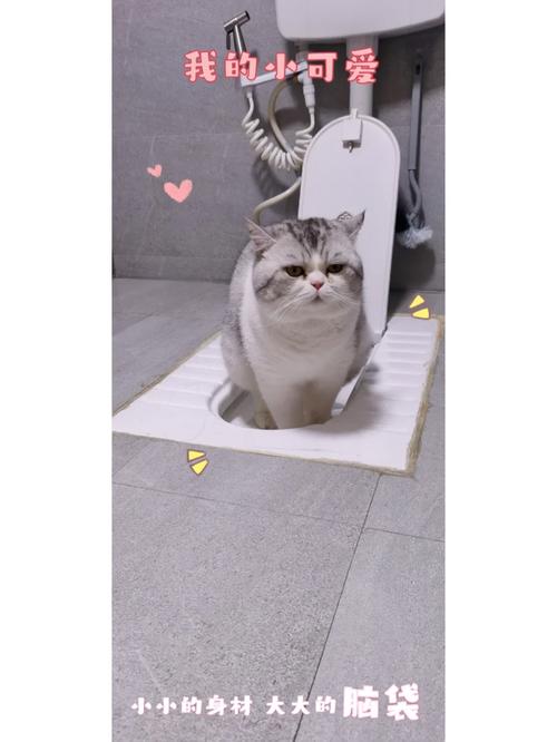 如何训练猫咪自己上厕所?
