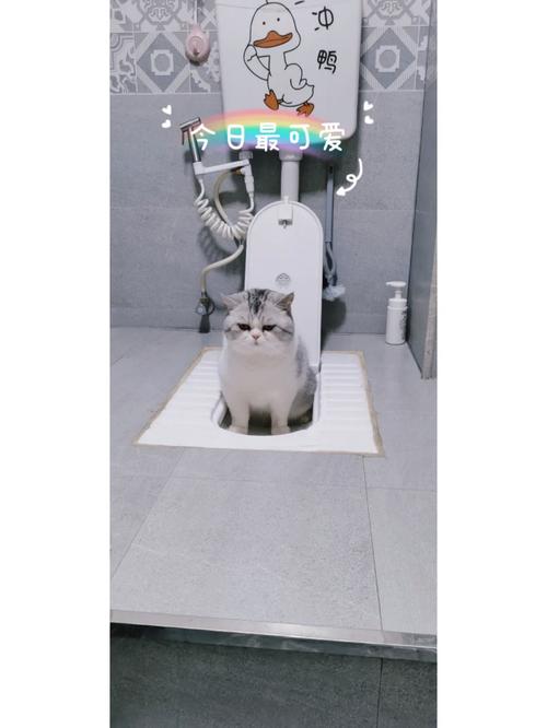怎么训练小猫上厕所