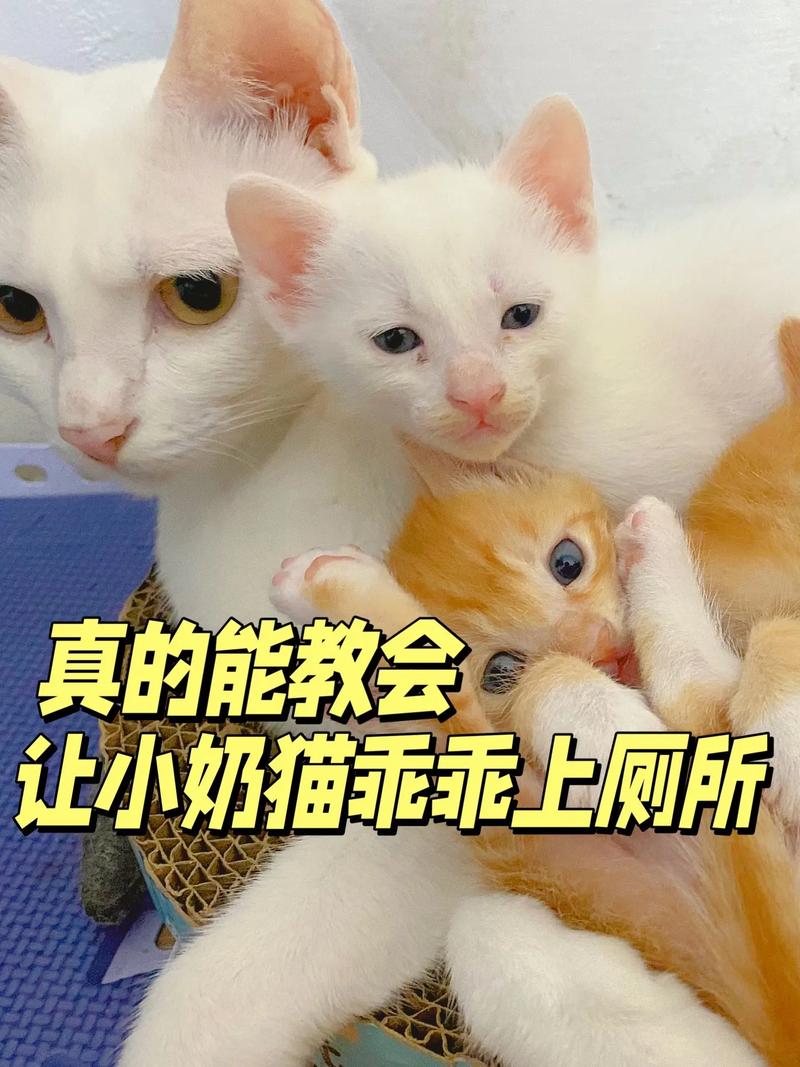 怎么教猫咪上厕所