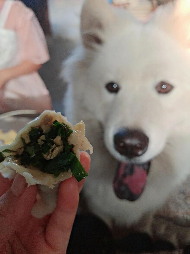 狗狗可以吃韭菜饺子馅吗