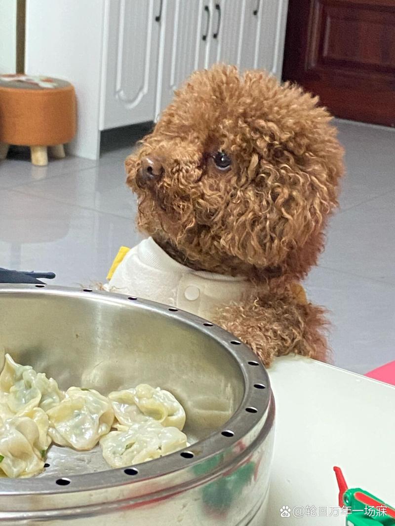 狗狗能吃韭菜饺子吗