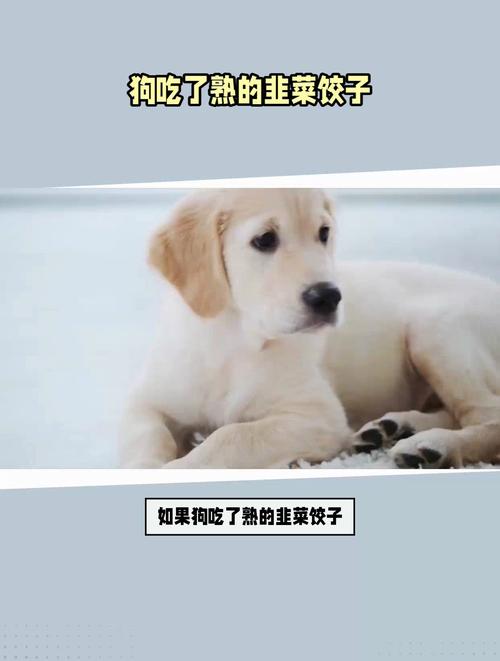 狗可以吃韭菜饺子吗