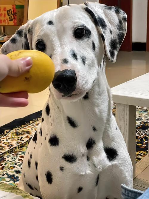 狗狗可以吃芒果干吗