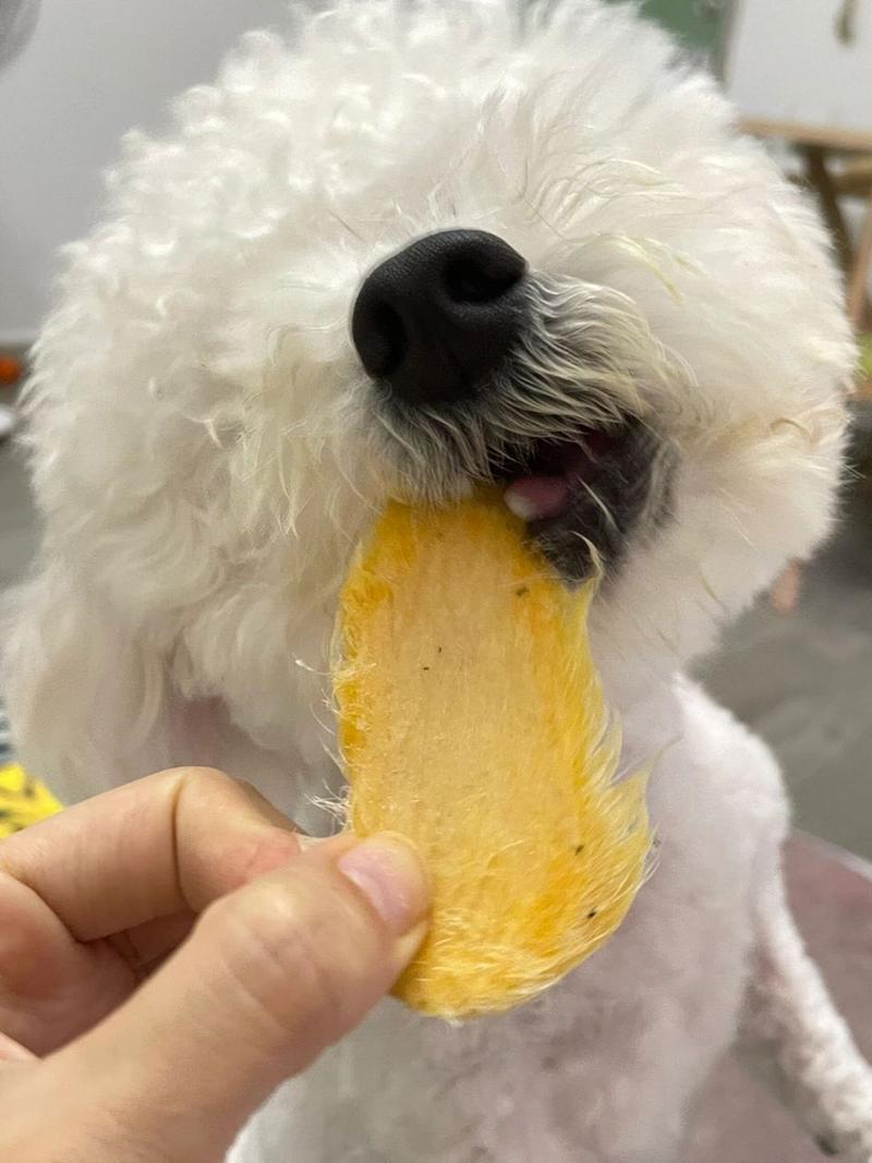 狗狗能吃芒果干吗