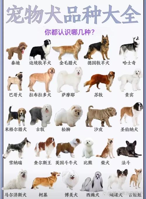 世界上狗狗最聪明的排名榜