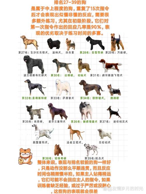 宠物狗智商排名前十