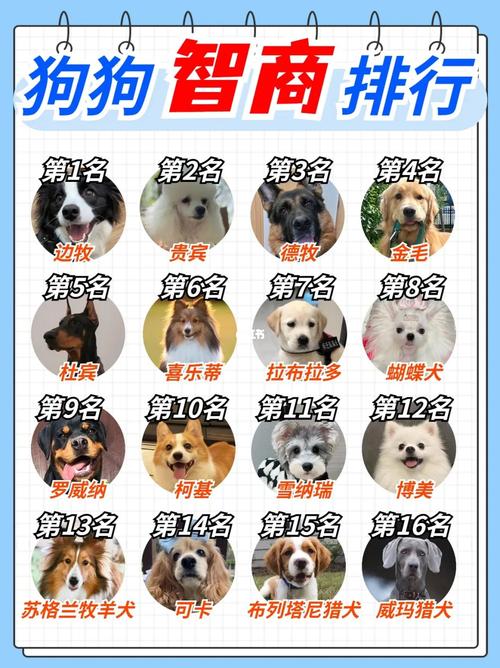 狗狗的智商排名。(1『5』0名完整排列)