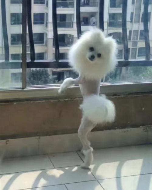 狗狗剃毛了大概多久能长出来呢?