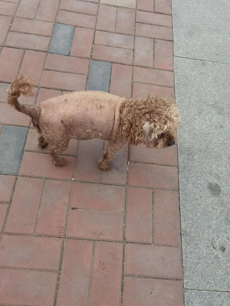 狗狗剃了毛能再长回来吗?