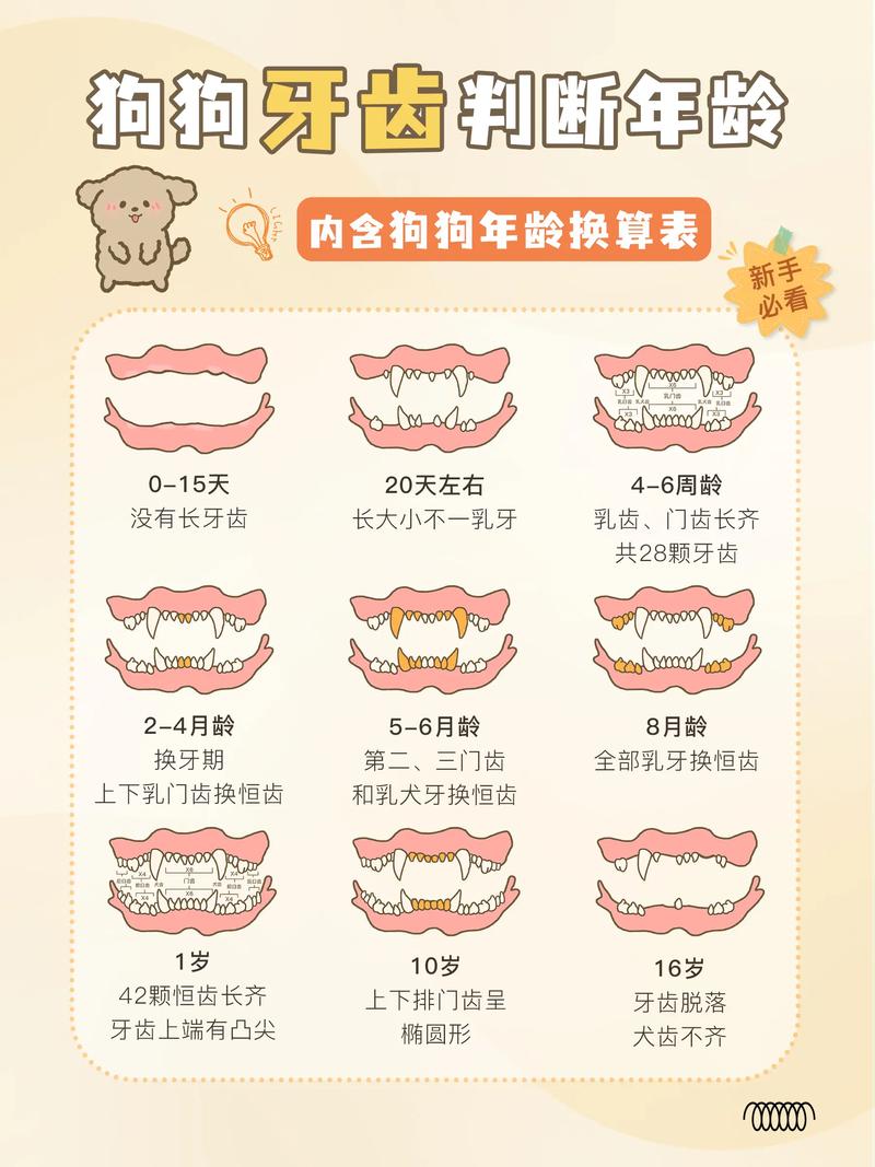 狗狗的牙齿要注意定期清洁