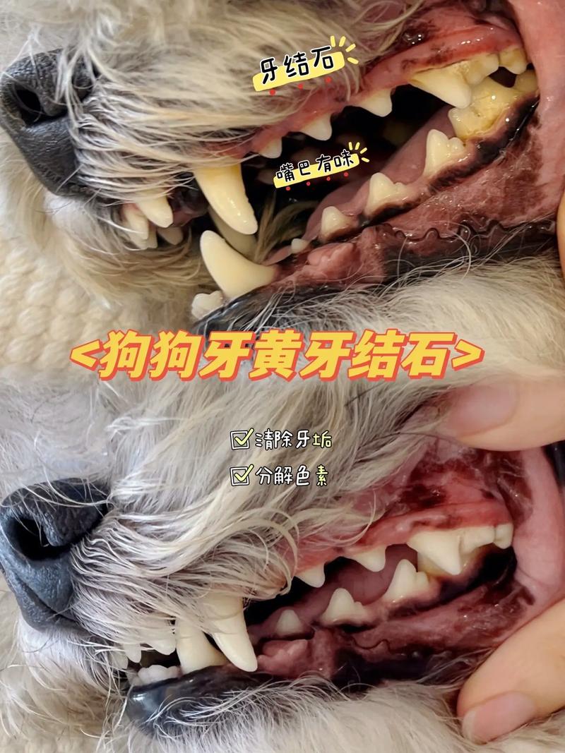 怎么清理狗狗的牙齿
