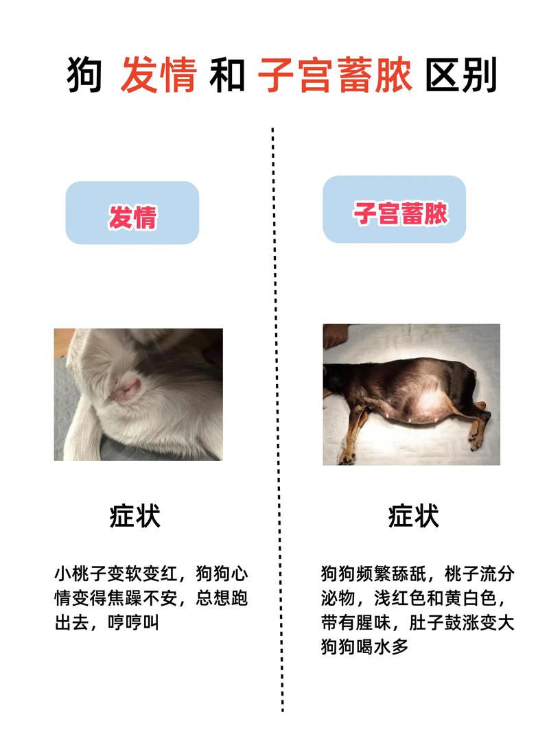狗狗膀胱破裂什么症状