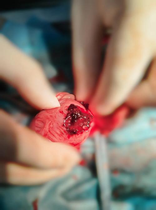 狗膀胱破裂还会拉尿吗