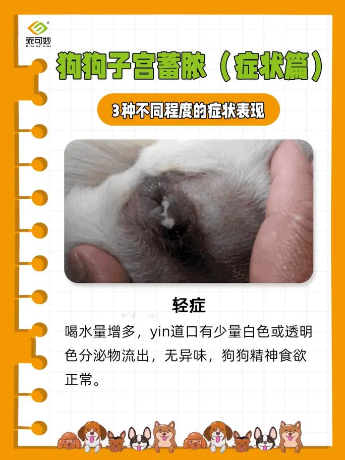 狗狗被车撞了膀胱有什么症状