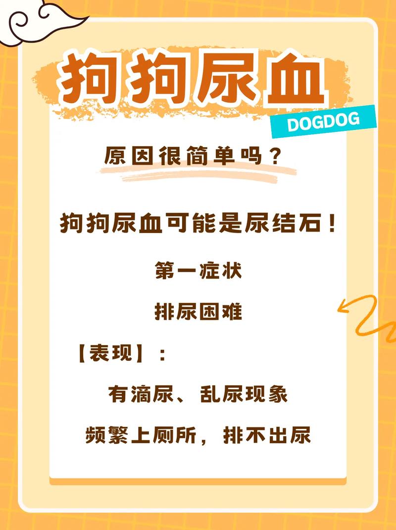 小狗被车撞后吐血抽搐