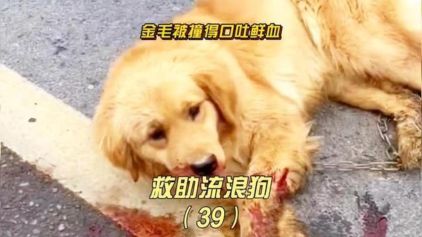 狗狗被撞膀胱破裂多久能发现