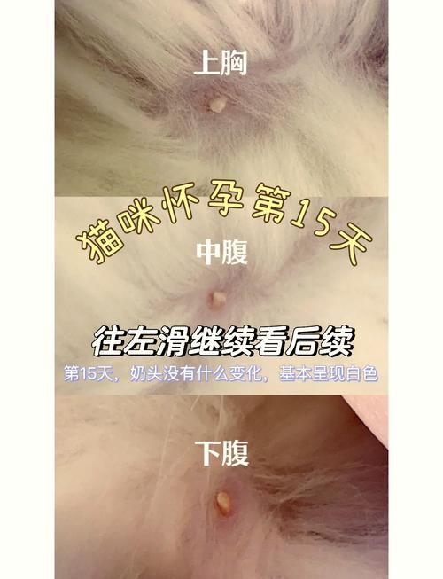 猫怎么能看出来怀孕了