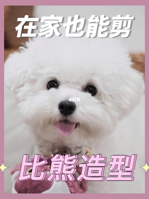 自己在家怎么给狗狗剪毛