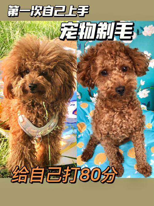 调皮狗狗剃毛方法