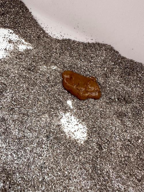 猫一吃罐头就软便