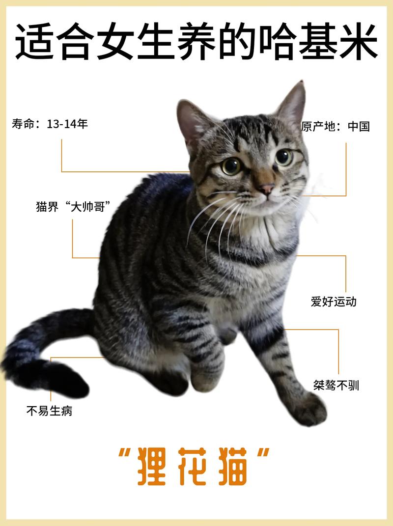 给猫咪起名字活泼可爱的名字大全
