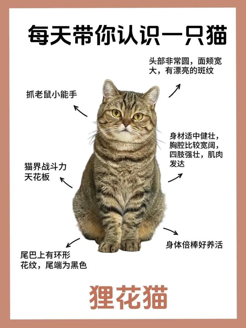 猫咪独一无二的名字大全