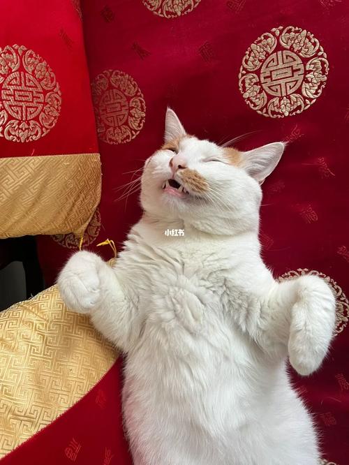 猫身上有红色的疙瘩是什么原因引起的