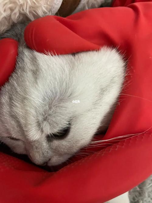 猫咪身上长红色的疙瘩?