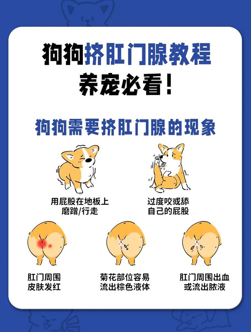 狗狗xx腺怎么挤