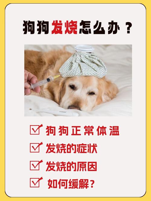 狗发烧了怎么办如何退烧快
