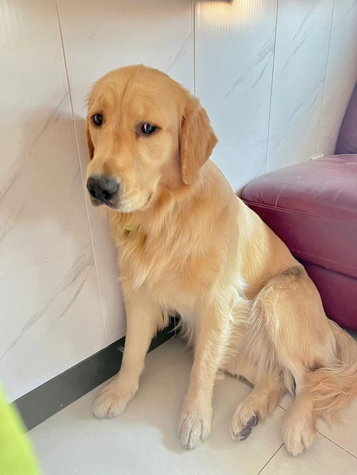 狗狗发烧40度。怎么办啊现在~今天晚上它不会死吧~~怎么办啊~~_百度...