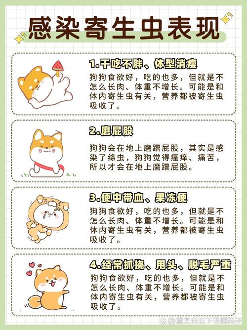 狗狗驱虫药的正确吃法