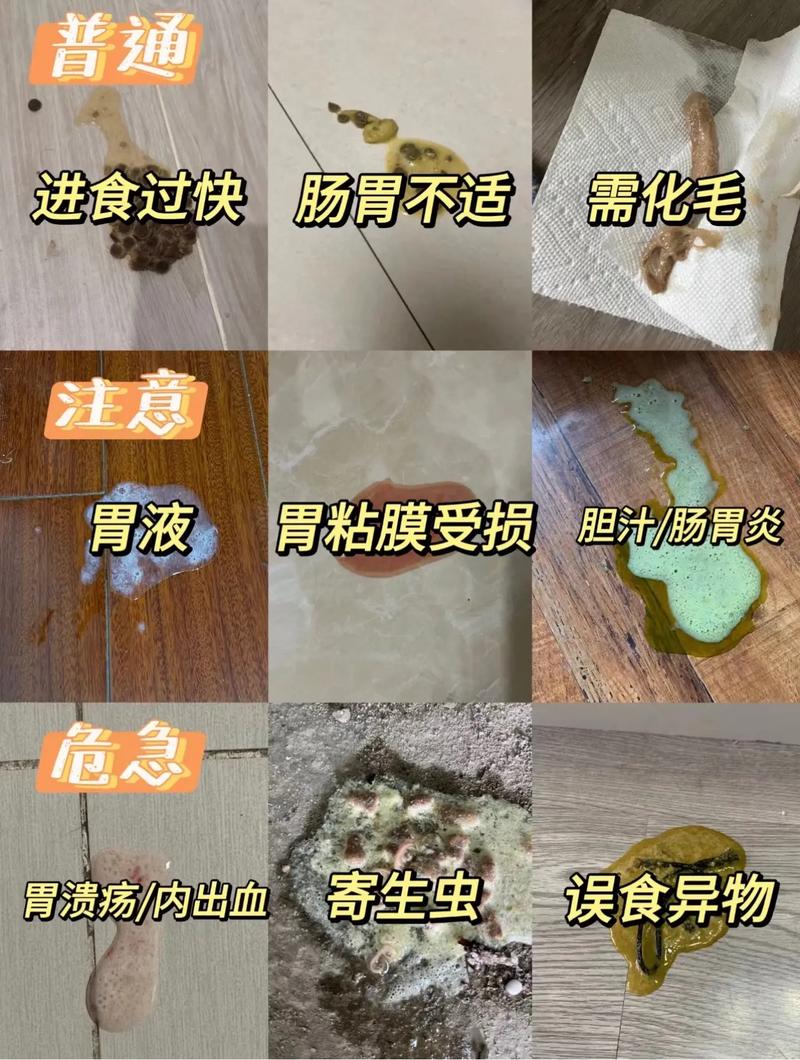 猫又拉又吐是怎么回事