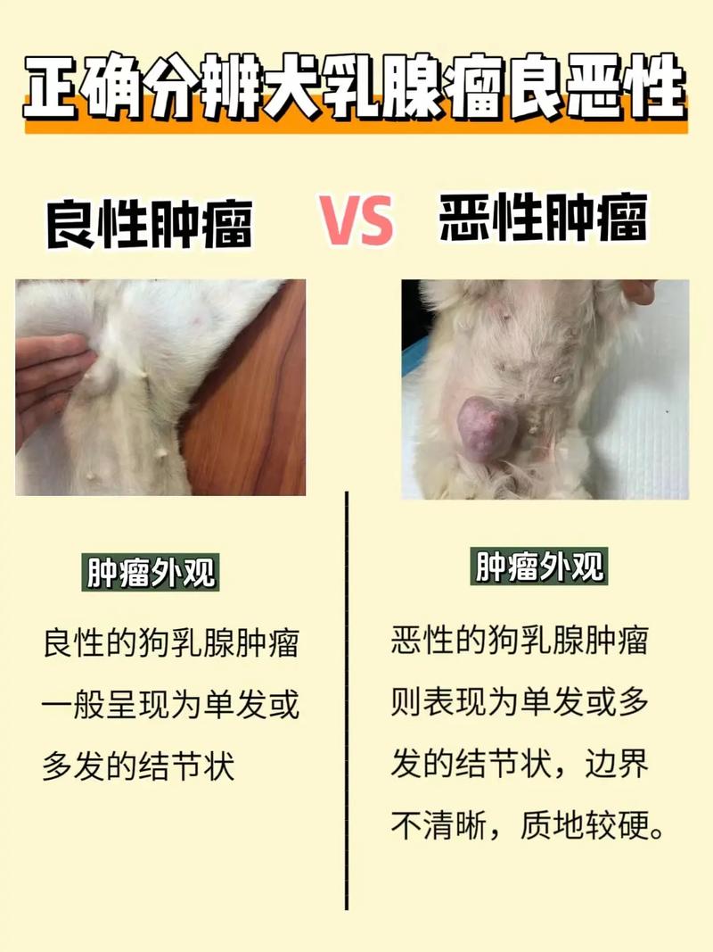 狗狗乳腺瘤怎么治?有什么好方法