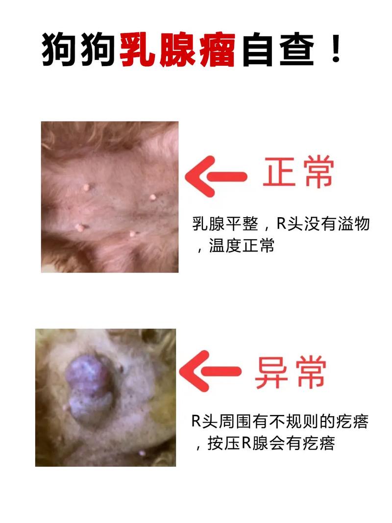 狗狗得了乳腺肿瘤该怎么办?