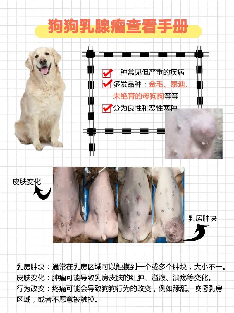 我狗狗长了乳腺肿瘤怎么办?