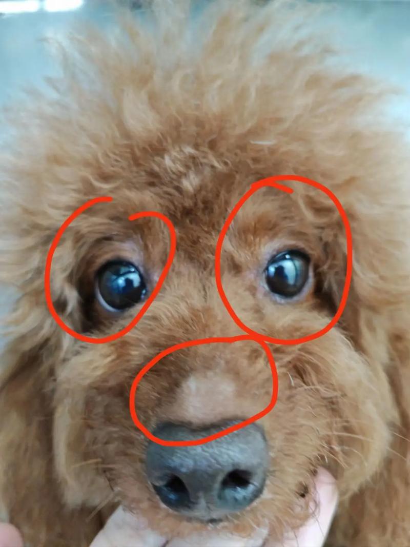 狗狗鼻梁出现肿块是什么原因