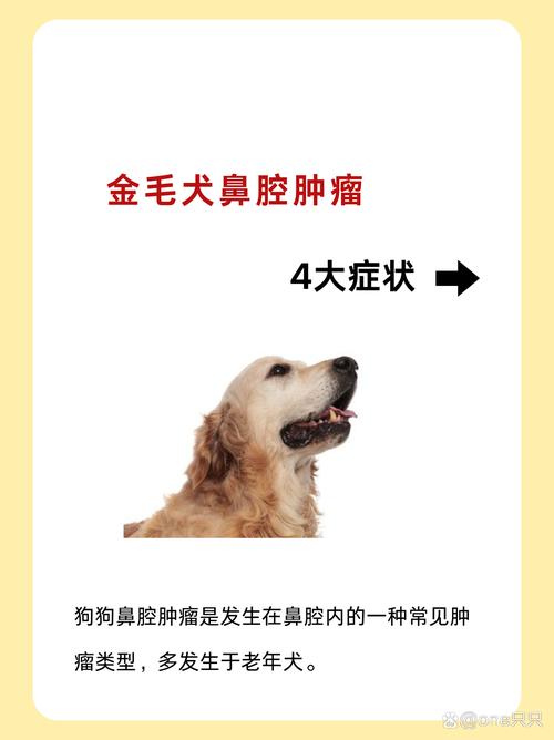 金毛鼻梁和眼角起疙瘩为什么?