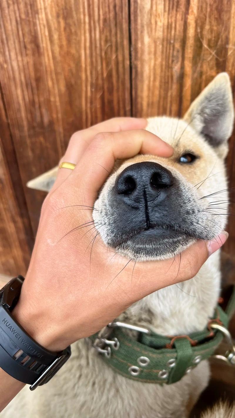 狗狗鼻梁为什么会肿