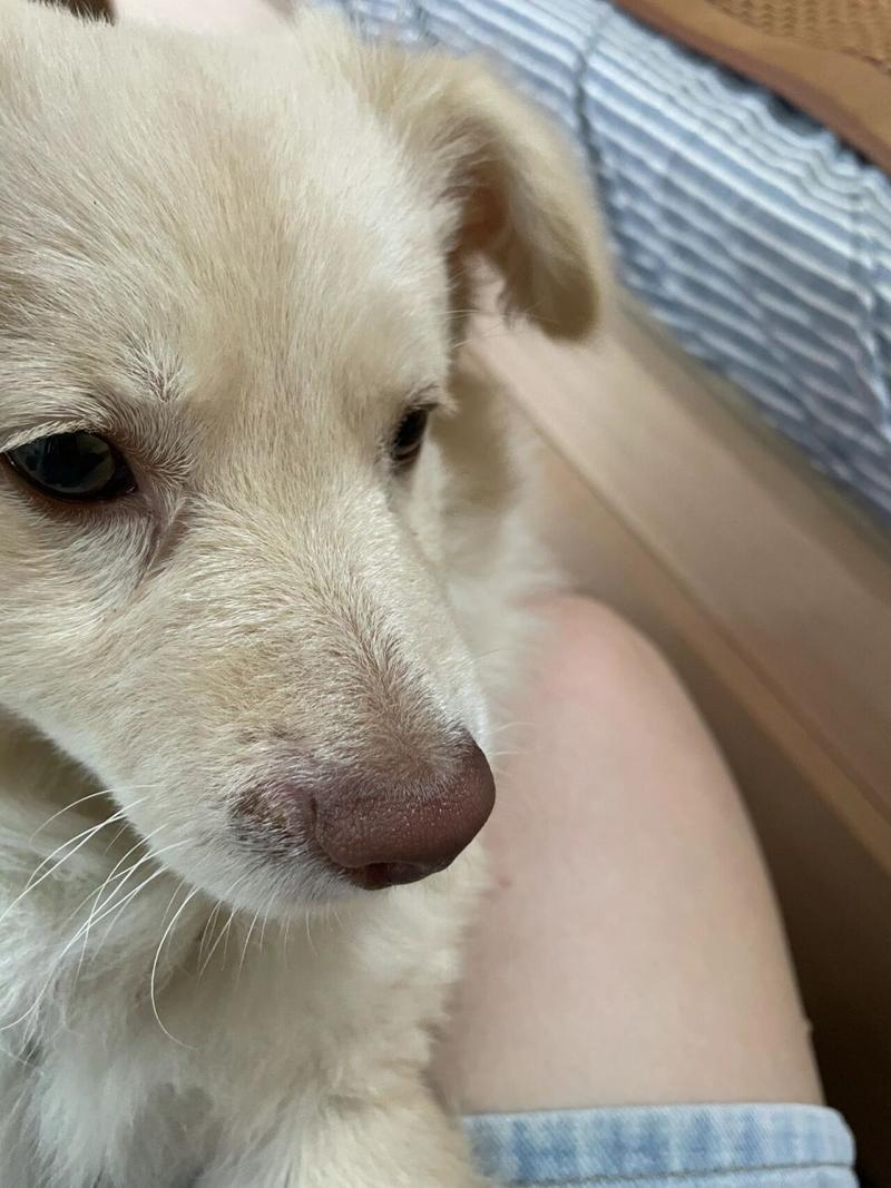 狗狗鼻梁红为什么