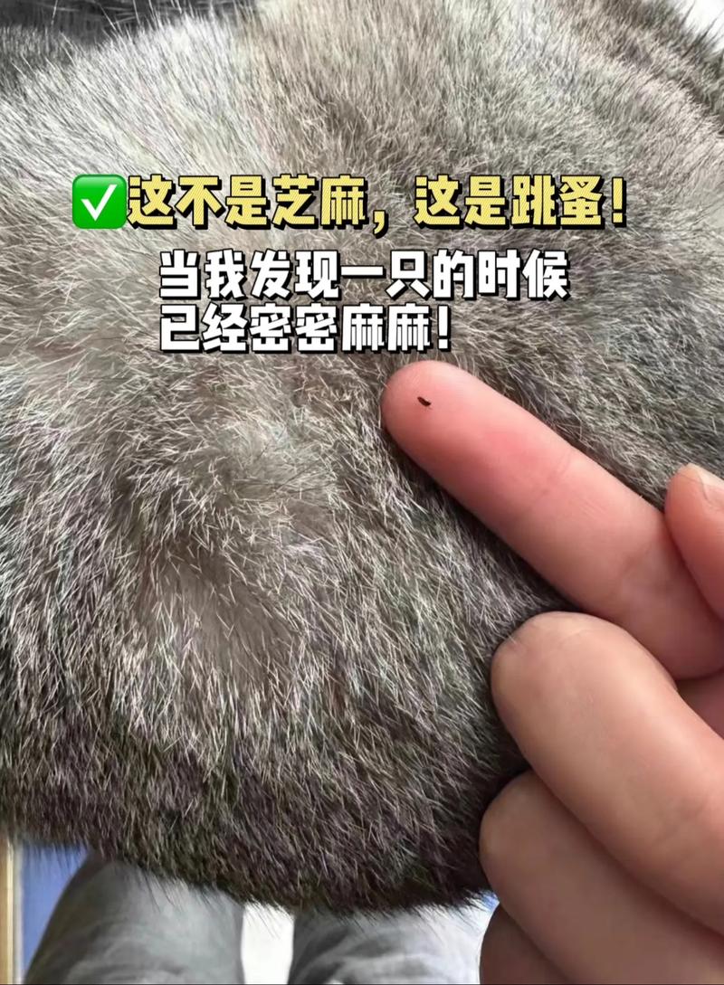 跳蚤圈对猫有用吗