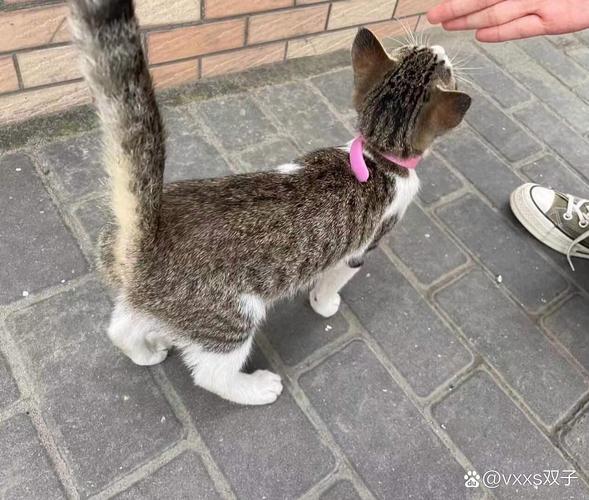猫咪除蚤项圈好用吗?