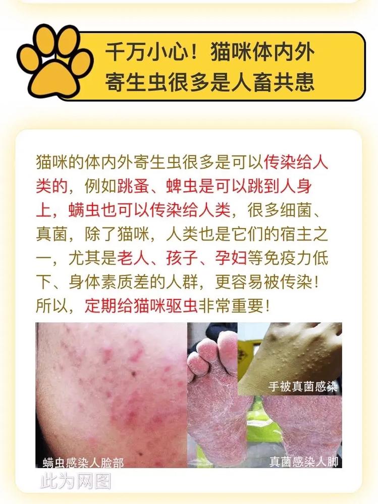 猫的跳蚤能够彻底除掉吗?